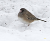 Oregon Dark-eyed Junco female